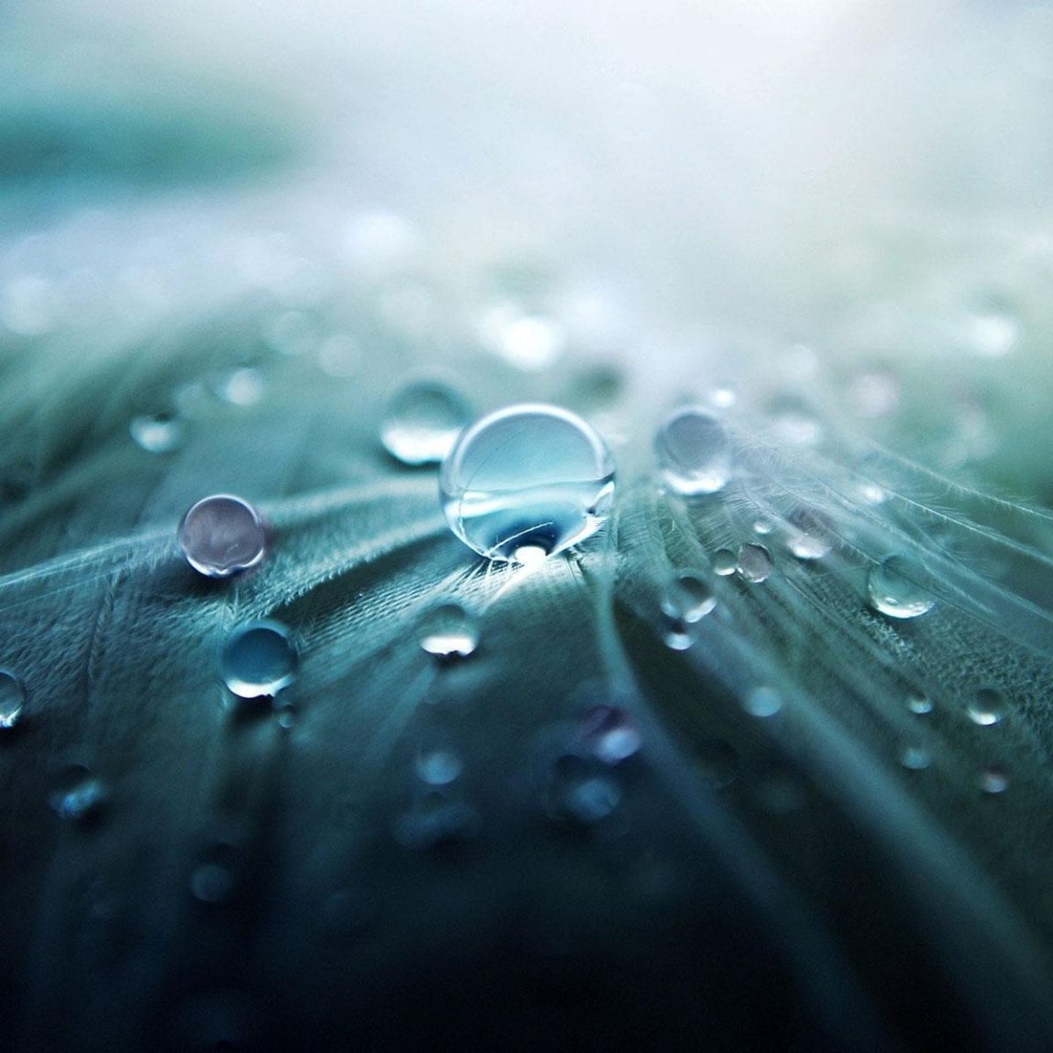 Wassertropfen auf Blatt als Symbol für nachhaltige Wasseraufbereitung und Ressourceneffizienz im Projekt DuSwaP