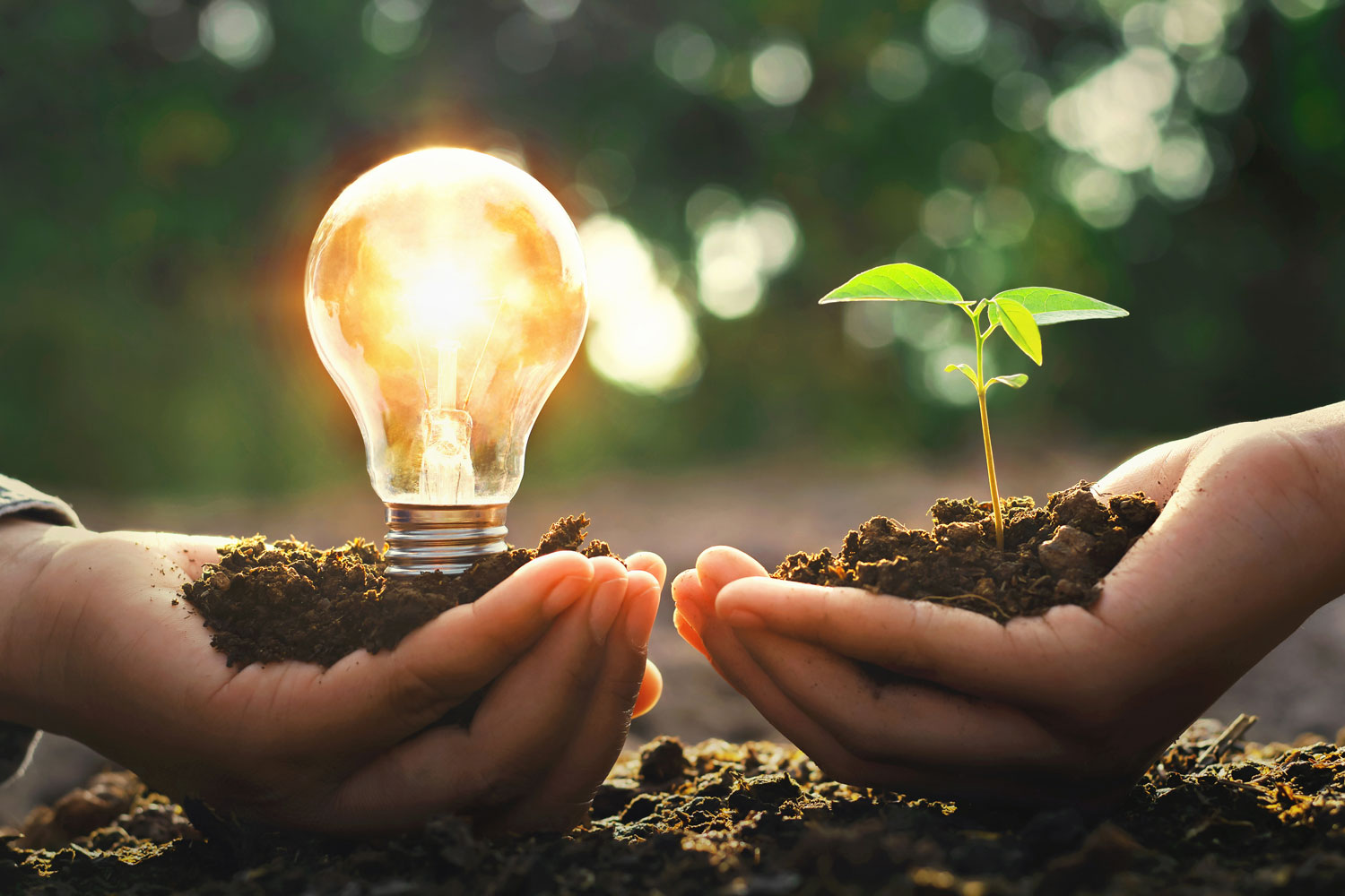 Hände halten Pflanze und Glühbirne als Symbol für nachhaltige Innovation und Förderung grüner Technologien